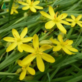 SISYRINCHIUM californicum  Godet 8/9 