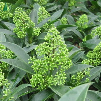 SKIMMIA confusa Kew Green