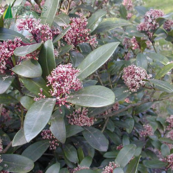 SKIMMIA japonica Rubella 60/80 Cont.5/7.5 L 