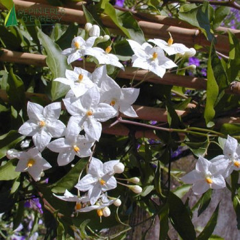 SOLANUM jasminoides Album