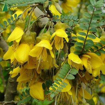 SOPHORA microphylla Sun king