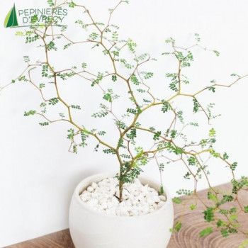 SOPHORA prostata Little Baby