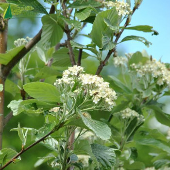 SORBUS aria Magnifica