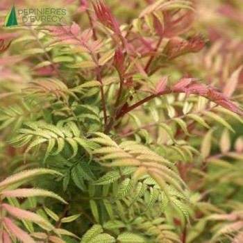 SORBARIA sorbifolia sem