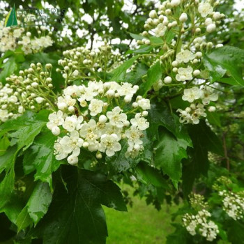 SORBUS torminalis