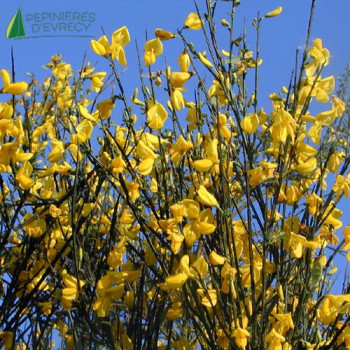 SPARTIUM junceum 40/60 Cont.3/4 L 