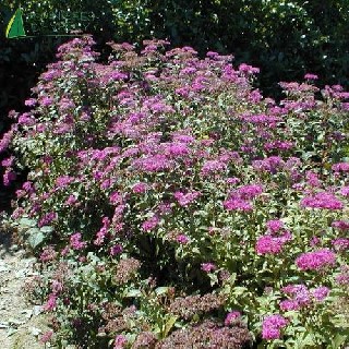 SPIRAEA japonica Anthony waterer 20/30 Cont.3/4 L 