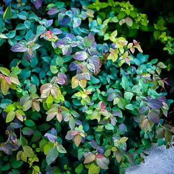 SPIRAEA japonica Blue Kazoo