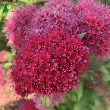 SPIRAEA japonica Doozie
