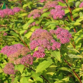 SPIRAEA japonica Goldmound  Cont.3/4 L 
