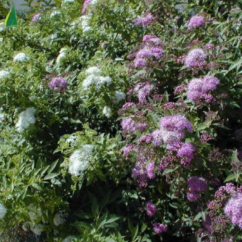 SPIRAEA japonica Shirobana 20/30 Cont.3/4 L 