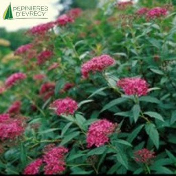 SPIRAEA japonica Darts red 20/30 Cont.3/4 L 