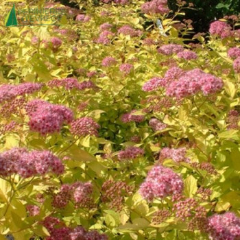 SPIRAEA japonica Golden princess