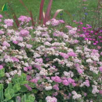 SPIRAEA japonica Little princess 20/30 Cont.3/4 L 