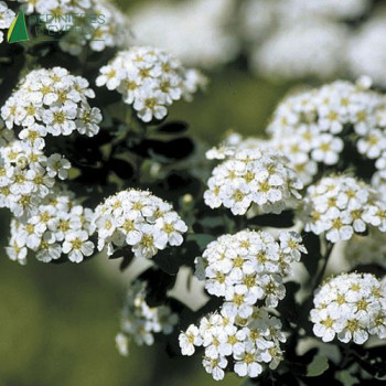 SPIRAEA nipponica Snowmound 40/60 Cont.3/4 L 