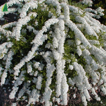 SPIRAEA x arguta 40/60 Cont.3/4 L 