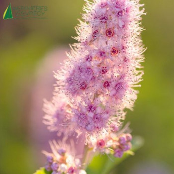 SPIRAEA x billiardii 80/100 Cont.5/7.5 L 