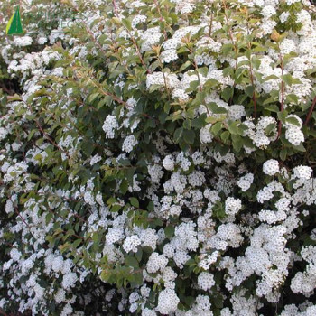 SPIRAEA x vanhouttei 60/80 Cont.3/4 L 