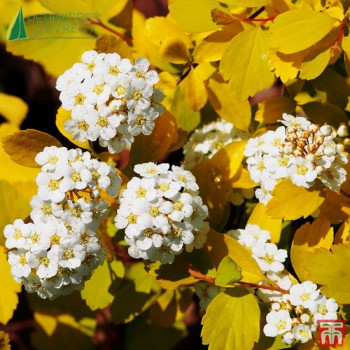 SPIRAEA x vanhouttei Gold Fountain