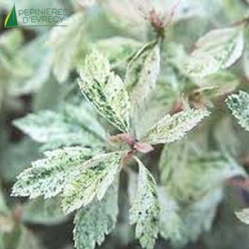 SPIRAEA x vanhouttei Pink ice  Cont.3/4 L 