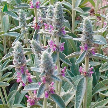 STACHYS byzantin Big ears