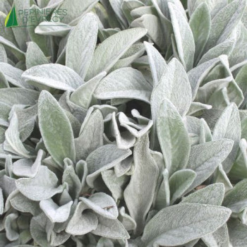STACHYS byzantin Lanata  Cont.3/4 L 