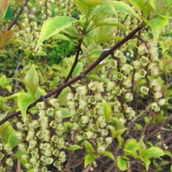 STACHYURUS chinensis Joy Forever