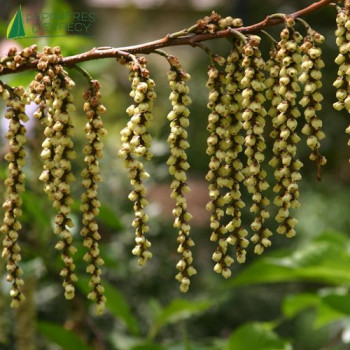 STACHYURUS praecox