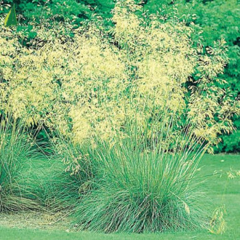 STIPA gigantea  Cont.3/4 L 