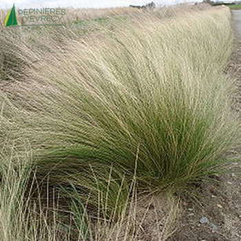 STIPA tenuifolia