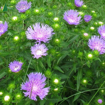STOKESIA laevis