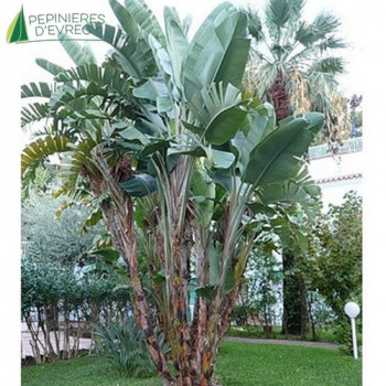 STRELITZIA augusta
