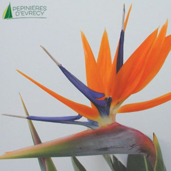 STRELITZIA reginae