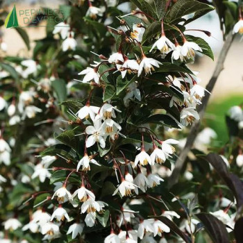 STYRAX japonica Evening Light