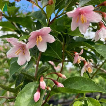 STYRAX japonica Pink Chimes