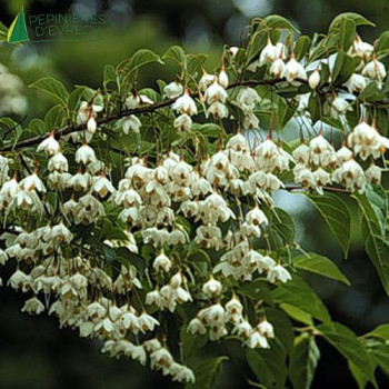 STYRAX japonica