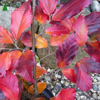 SYCOPARROTIA semidecidua Purple haze