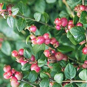 SYMPHORICARPOS chenaultii Hancock