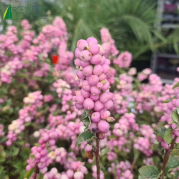 SYMPHORICARPOS x doorenbosii Magical® Temptation