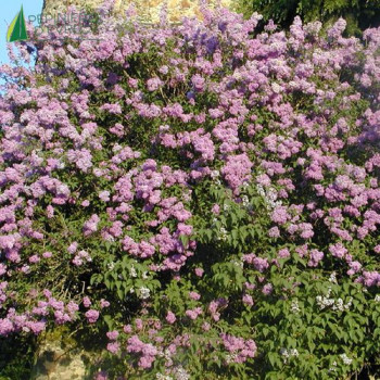 SYRINGA vulgaris 80/100 Cont.5/7.5 L 