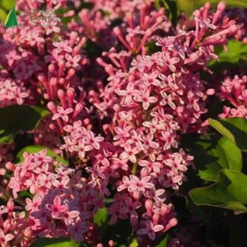 SYRINGA meyeri Flowerfesta® Pink