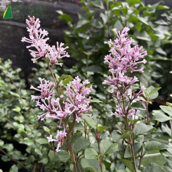SYRINGA meyeri Flowerfesta® Purple