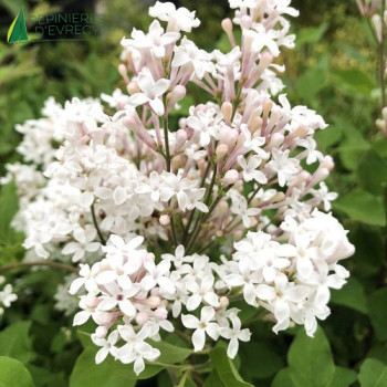 SYRINGA meyeri Flowerfesta® White