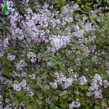 SYRINGA meyeri Palibin 30/40 Cont.3/4 L 
