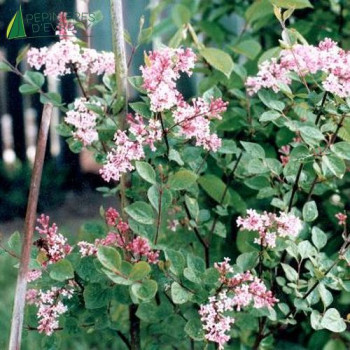 SYRINGA microphylla Superba 60/80 Cont.5/7.5 L 