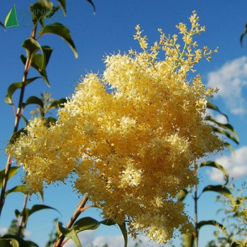 SYRINGA pekinensis Beijing gold