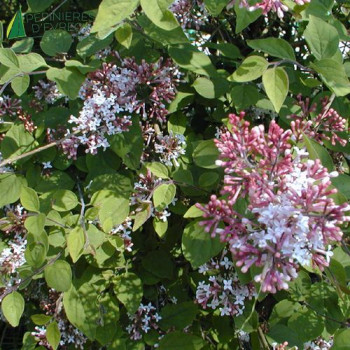SYRINGA San jose  Cont.5/7.5 L 