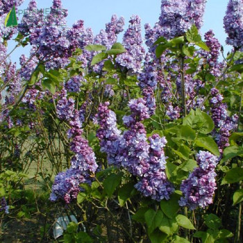 SYRINGA vulgaris Katherine havemeyer