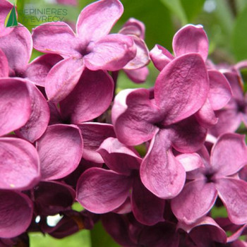 SYRINGA vulgaris Ludwig Van Spaeth