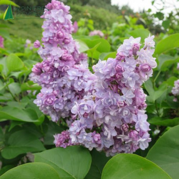 SYRINGA vulgaris Michel buchner